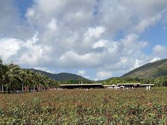 -亚龙湾国际玫瑰谷
