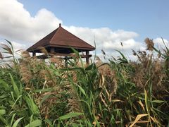 -芒洲湿地公园