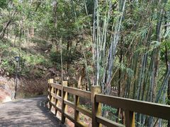 -广州市流溪河国家森林公园
