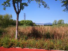 -永定河休闲森林公园