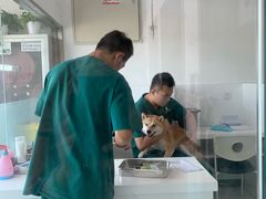 -欧奕国际动物医院