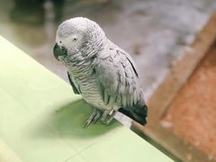 -石家庄市动物园