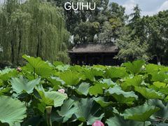 -桂湖森林公园