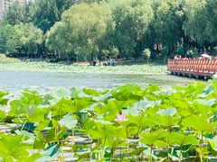 -丁香湖公园