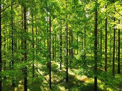 -黄海国家森林公园