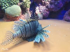 -上海海洋水族馆