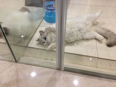 肥猫打滚-Bastet sally猫舍购宠(静安店)