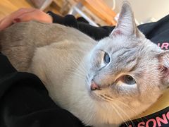 -Cappucimeow猫咪咖啡馆(韦伯时代店)