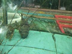 -景好海鲜餐厅(大鹏必选旅游店)