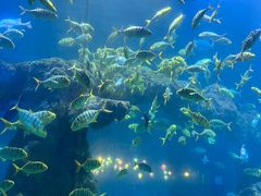-海合安青岛极地海洋公园