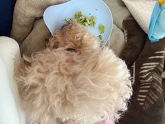 -爱侣宠医·鹦鹉专科·小型哺乳类·异宠专科(灵石路店)