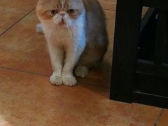 -more than meow吴止猫主题餐厅(承德 中船汇店)