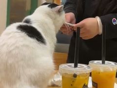 -藏猫猫咖啡主题馆(中央大道店)