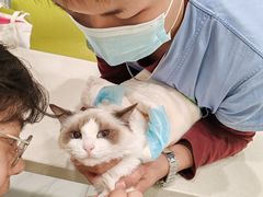 -艾吉宠物医院·疑难杂症转诊中心·猫友好(碧江路院)