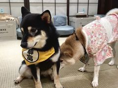 -逗柴咖啡屋·狗咖猫咖宠物桌游