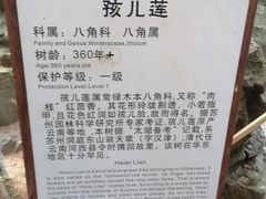 -东山雕花楼