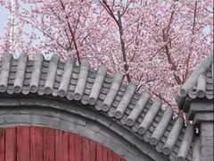 -桃花堤公园