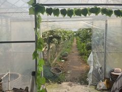 -马陆小张葡萄园农家乐