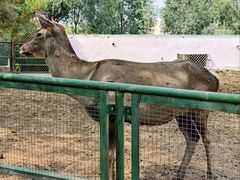 -青藏高原野生动物园