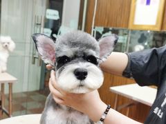 -鑫艺宠物美容培训学校