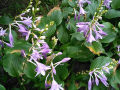 马兰花-沈阳南湖公园