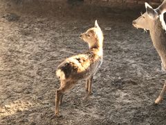 -北京鹿世界主题园