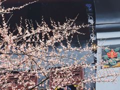 -青羊宫