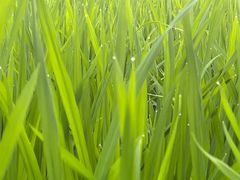 -桤木河湿地公园