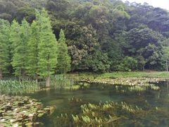 -广州市石门国家森林公园