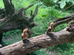 -普洱太阳河森林公园