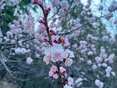 -香山公园