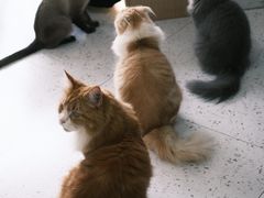 -喵园·猫主题咖啡厅·撸猫·猫咖(国贸店)