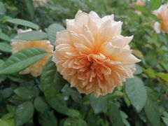 -人民公园(罗湖区)