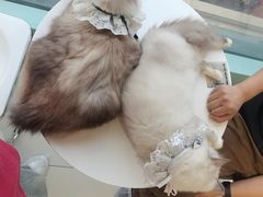 -怪兽屋·羊驼·猫咖·狗咖(俊华广场店)