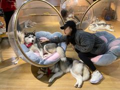 -Husky Go! 哈士奇体验馆·宠物咖啡厅狗咖