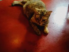 -清迈菩提塞雷纳