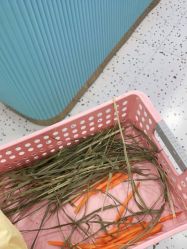 -Moni星球萌宠·小马宝莉·灵蛇·高端高阶全萌宠互动体验俱乐部(红豆国际广场店)