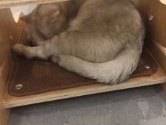 -飞行喵MR PILOT|猫舍·猫咖(静安大融城店)