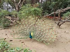 -广州长隆飞鸟乐园