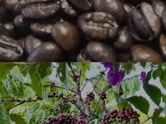 -Peet's Coffee皮爷咖啡(大学路店)