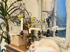 -共舞时光猫咖·狗咖(新街口店)