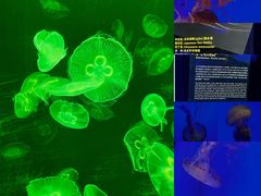 -上海海洋水族馆