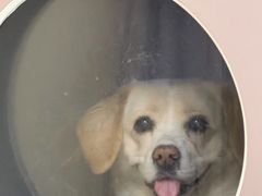 -美联众合动物医院·24h转诊中心