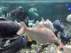 -成都浩海立方海洋公园