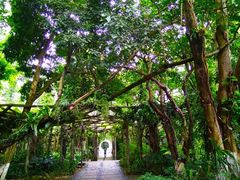 -广西壮族自治区药用植物园
