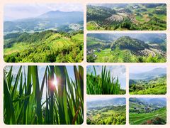 -紫鹊界梯田景区