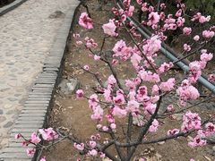 -红螺寺