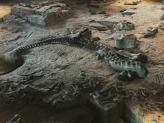 -自贡恐龙博物馆