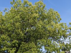 -梅花境(万科店)