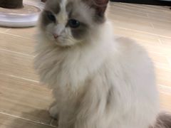 -momokira米努特·德文卷毛猫·棉花面纱犬